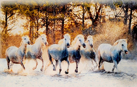 Wild white horses galloping in water with a fall forest of trees in the background.