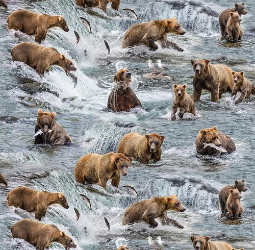 Brown bears fishing in fast moving water catching salmon cotton fabric by Elizabeth's Studio and available at Colorado Creations Quilting