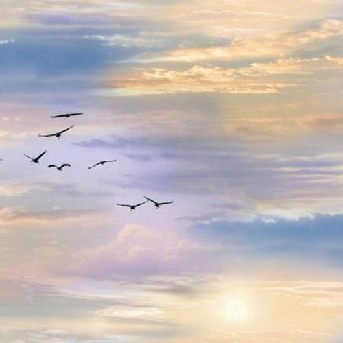 This cotton fabric captures the natural beauty of a sunrise or sunset. Pastel purple and orange clouds set the stage with distant flocks of birds amidst blue skies.