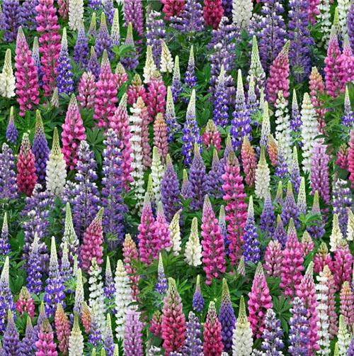Multicolored Lupine Wildflowers fabric by Elizabeth's Studio available at Colorado Creations Quilting