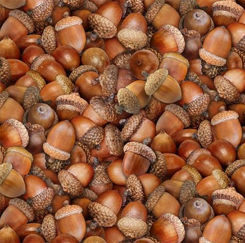 Detailed packed brown acorns are featured in this 100% cotton fabric.