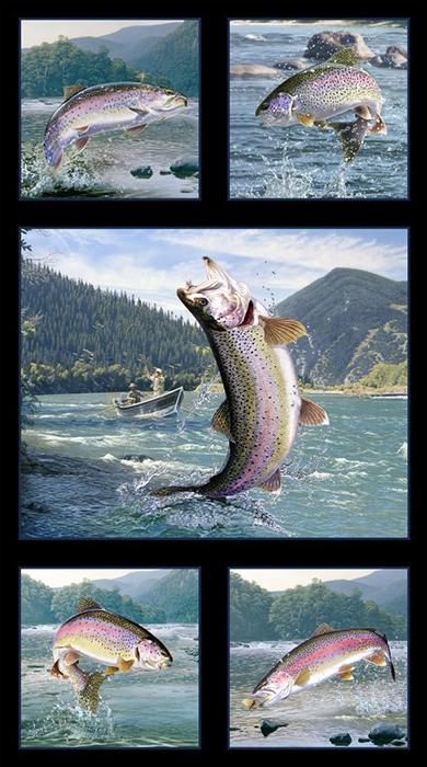 This multi-image fabric panel features 5 rainbow trout fish jumping out of the river to catch a fly.  The fish are bordered with black. Available at Colorado Creations Quilting