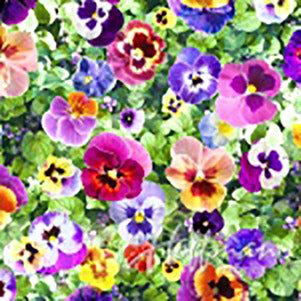 multi-colored pansies on bed of green leaves fabric available at Colorado Creations Quilting