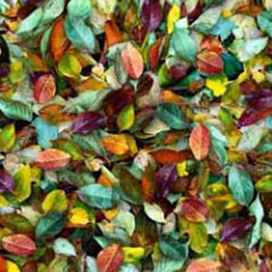 Packed leaves in shades of violet, orange, gold, green, pink