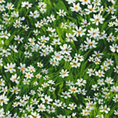 green meadow of white daisies available at Colorado Creations Quilting