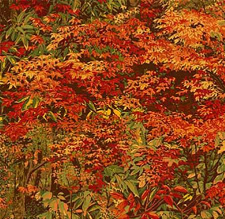Rich autumn-colored trees in greens, reds, golds, and rusts Cotton Fabric by Northcott and available at Colorado Creations Quilting