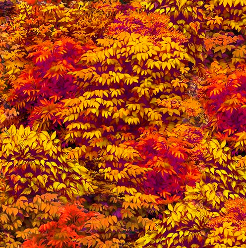 Packed fall-colored leaves in rich shades of green, red, orange and yellow