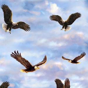 Bald eagles soar through the a sky of blue spotted with white fluffy clouds.