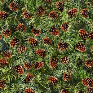 Pine cones nestled among the evergreen branches.
