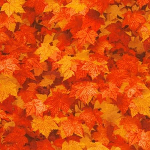 Maple Leaves of Orange and Red
