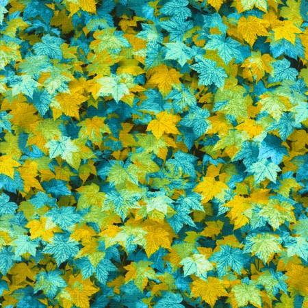 Maple Leaves of blue-green and yellow