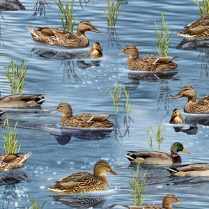 Ducks floating on calm blue water