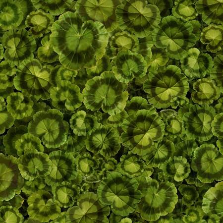 Packed green geranium leaves