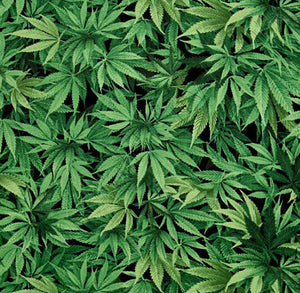 This is the cotton fabric for the cannabis lover featuring green pot plants on black.