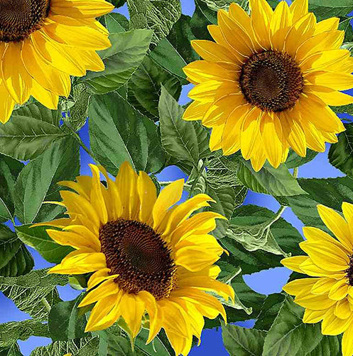 All-Over Blue Sunflower Pattern Cotton Fabric (62 Wide) #774
